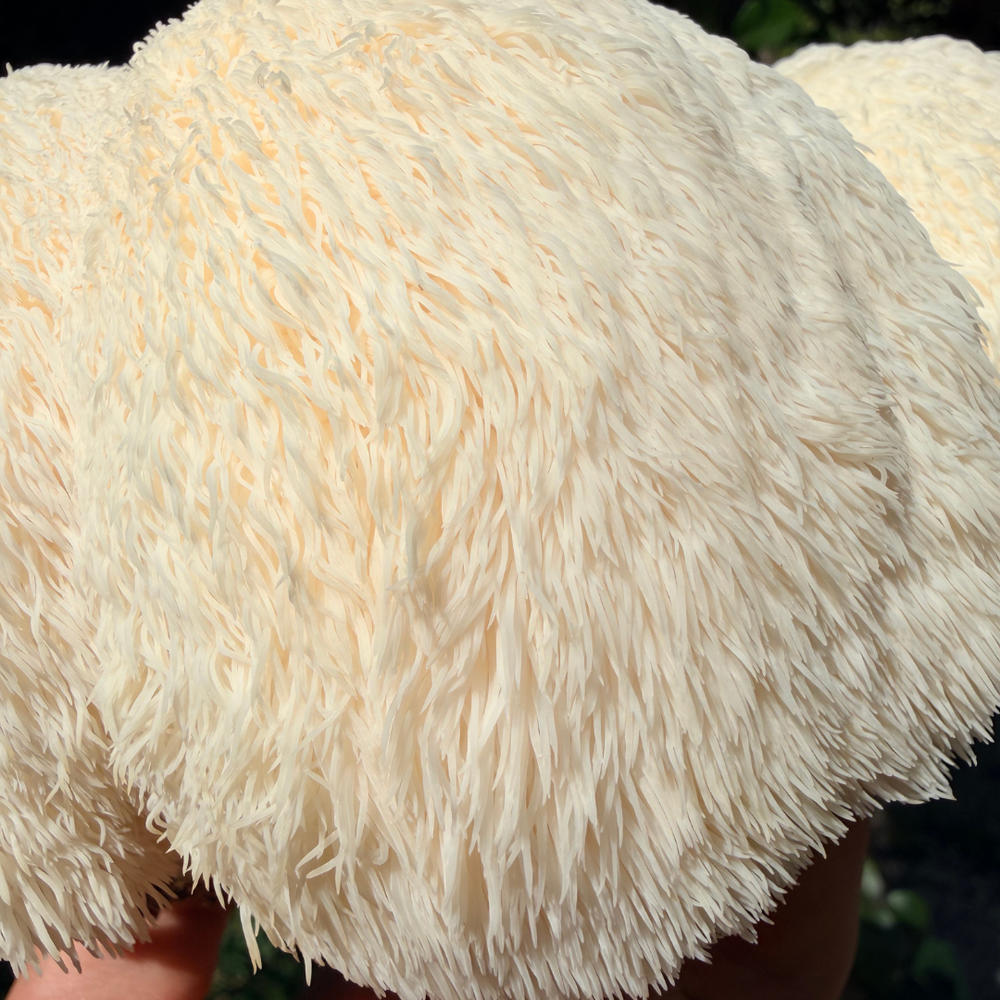 Fresh Lion's Mane Mushrooms