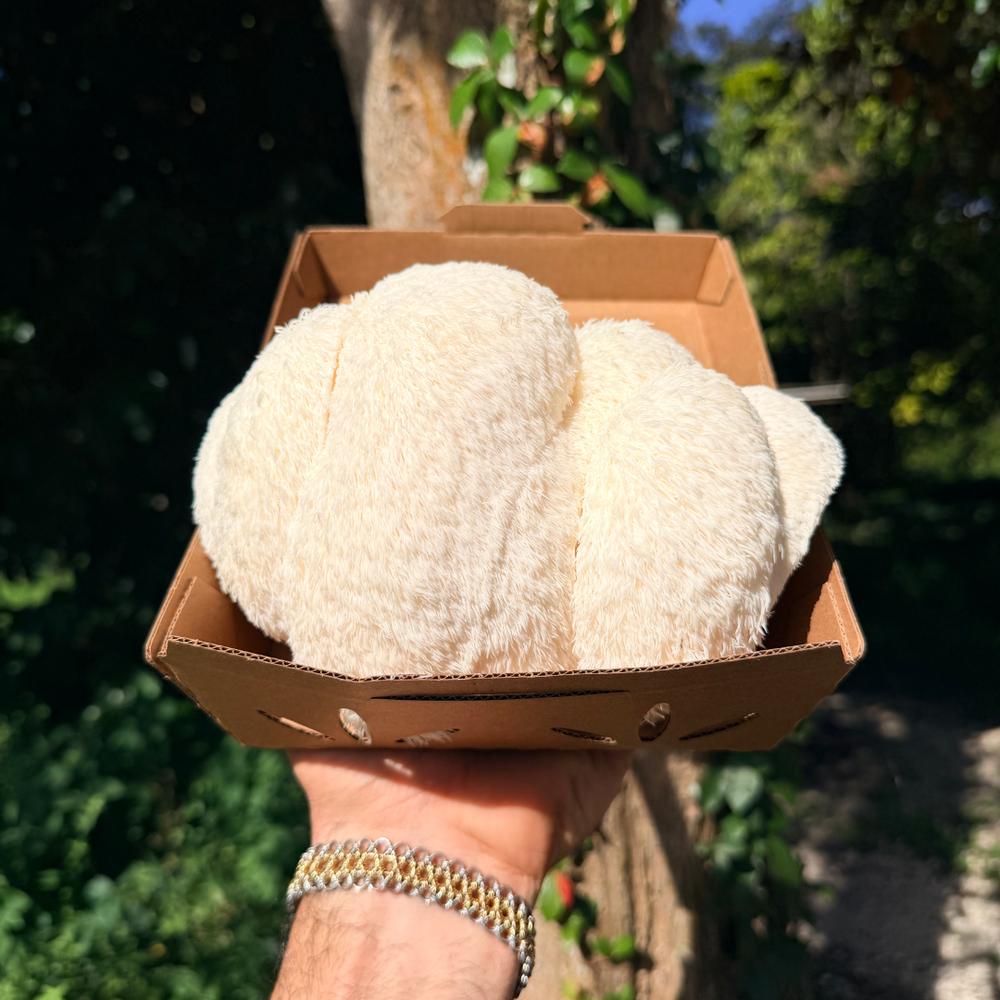 Fresh Lion's Mane Mushrooms