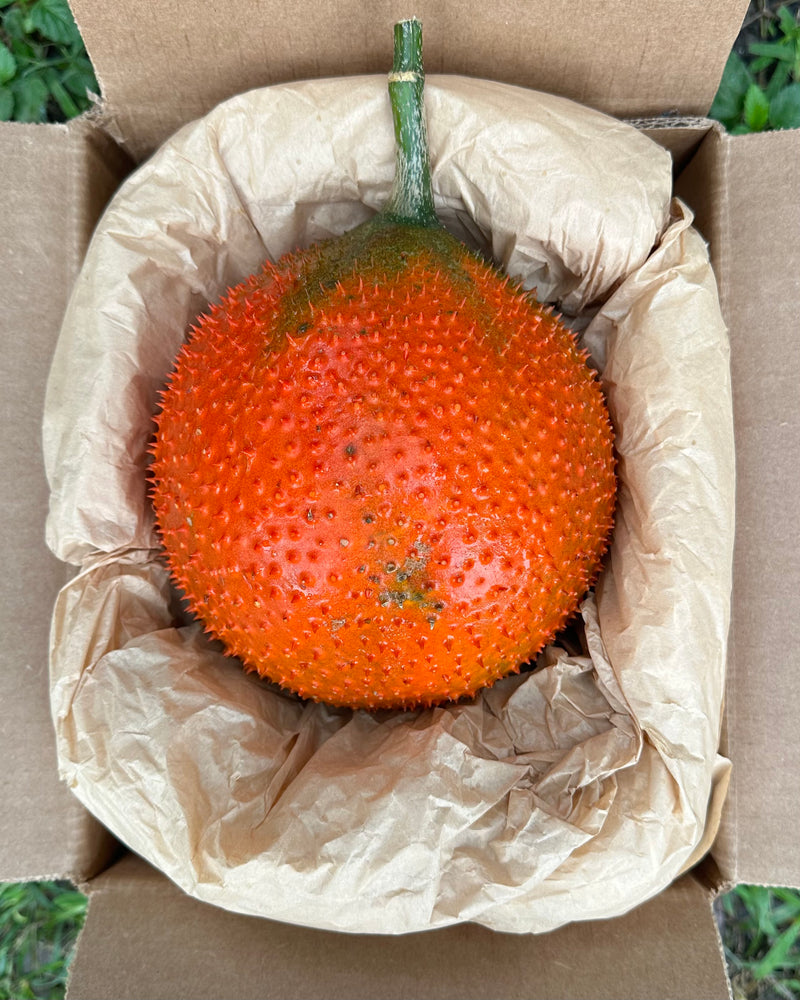 
            
                Load image into Gallery viewer, Gac Fruit *Pre-Order*
            
        
