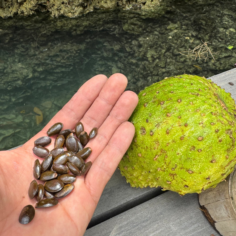 Annona Muricata Seeds - (Soursop Seeds) – Miami Fruit