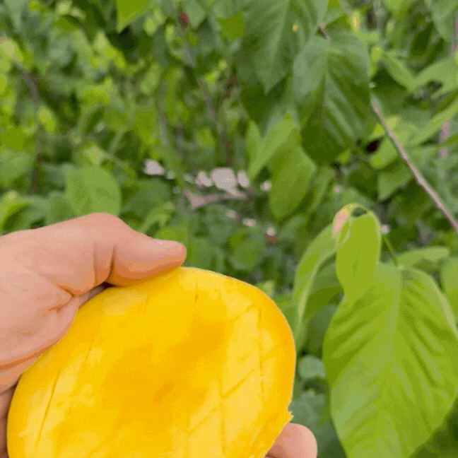 Honey Kiss Mango *Pre-Order*