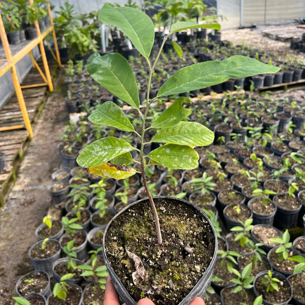 Ilama TREE - 1 gallon