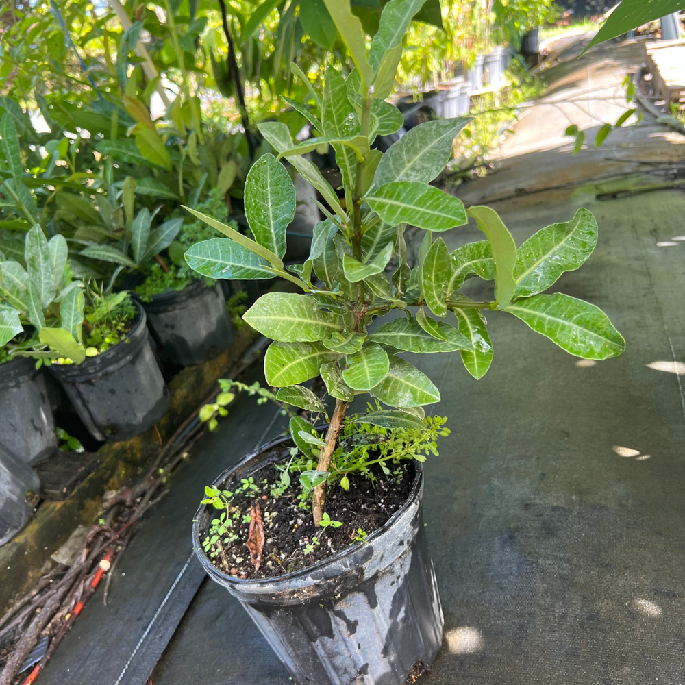 Imbe TREE - 1 gallon - African mangosteen