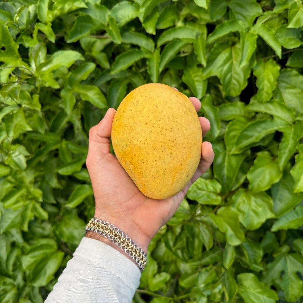 Badami (Banginapalli) Mango