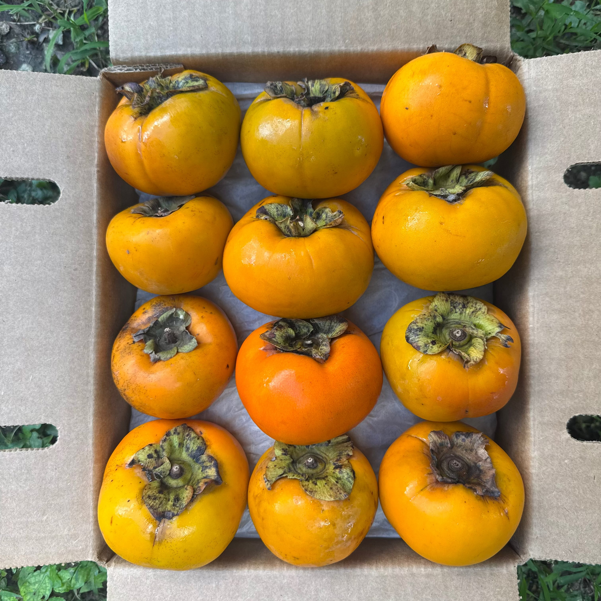 Fuyu Persimmon *Pre-Order* – Miami Fruit