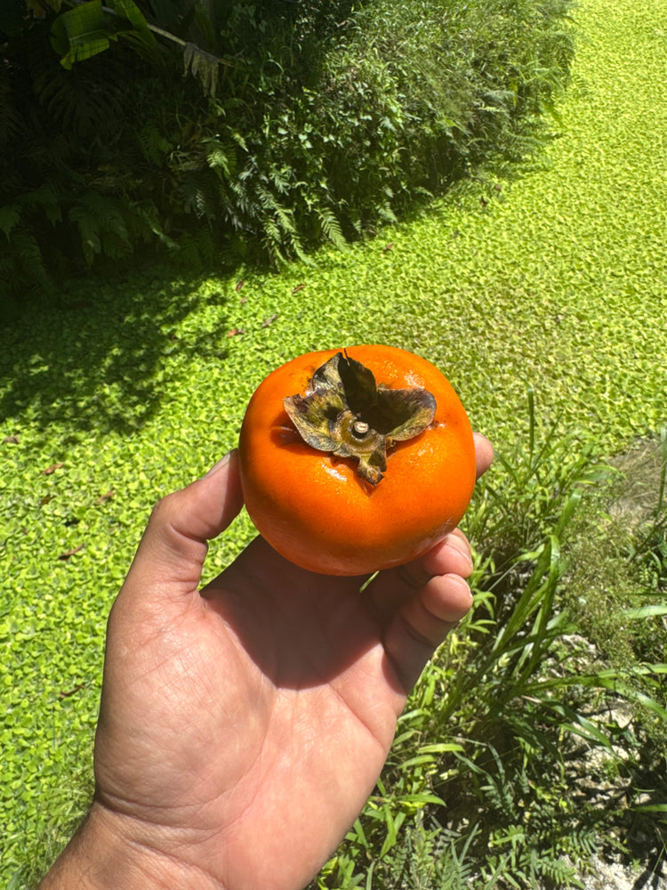 Fuyu Persimmon *Pre-Order*