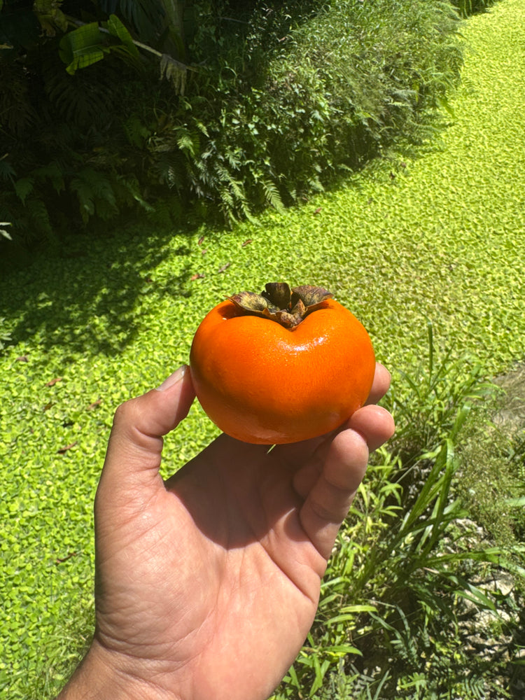 Fuyu Persimmon *Pre-Order*