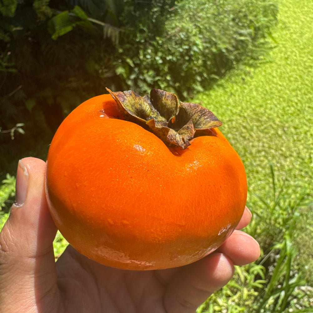 Fuyu Persimmon *Pre-Order*