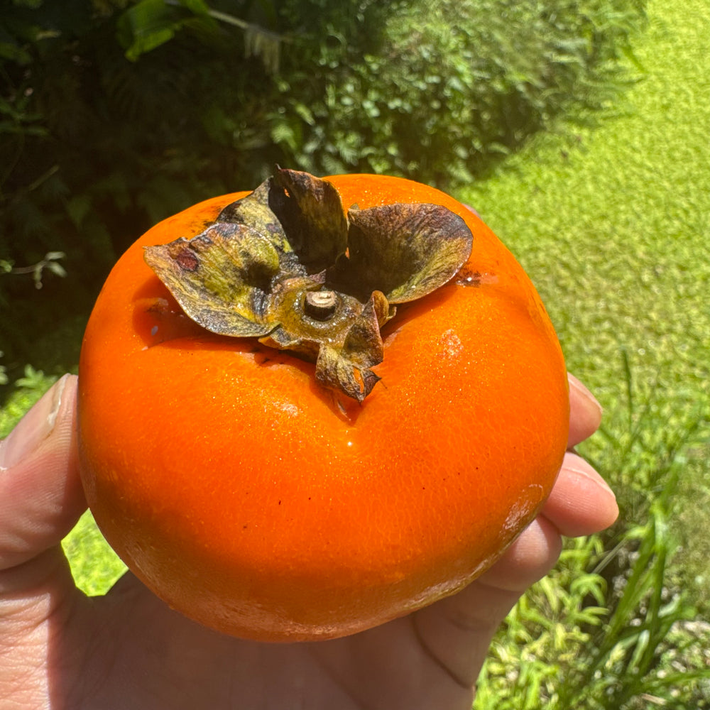 Fuyu Persimmon *Pre-Order*