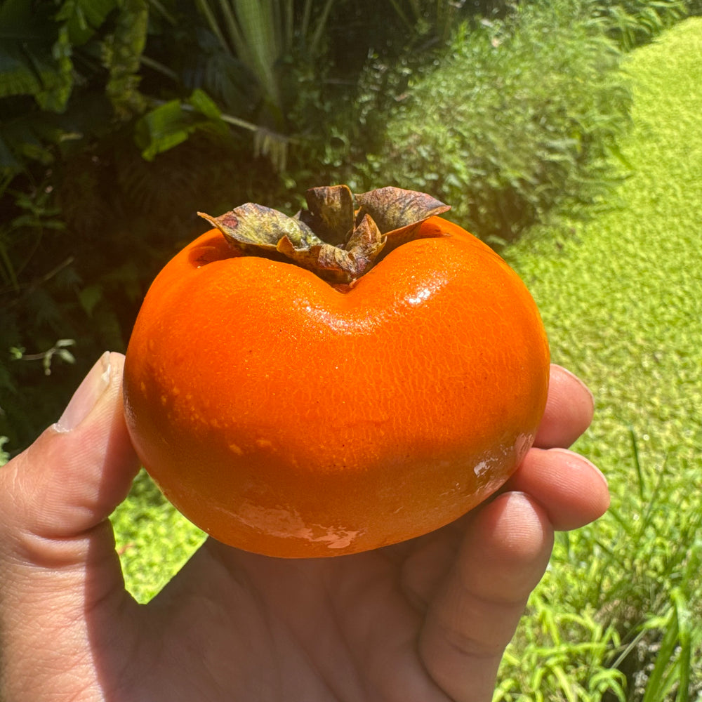 Fuyu Persimmon *Pre-Order*