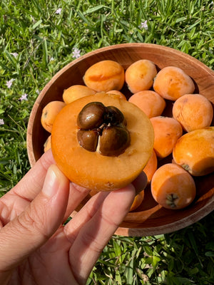 Loquat Box *LIMITED OFFER*