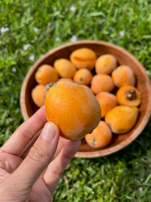 Loquat Box *LIMITED OFFER*