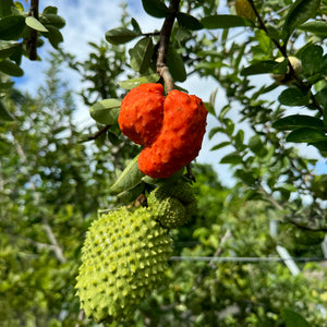 Annona Spinescens Seeds - (Orange Soursop Seeds)