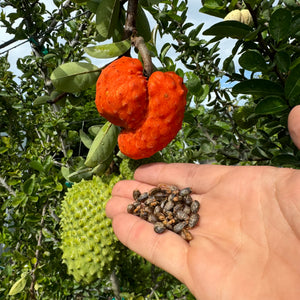 Annona Spinescens Seeds - (Orange Soursop Seeds)