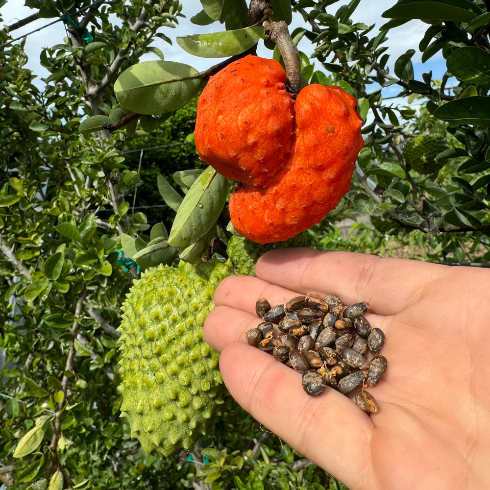 Annona Spinescens Seeds - (Orange Soursop Seeds) – Miami Fruit