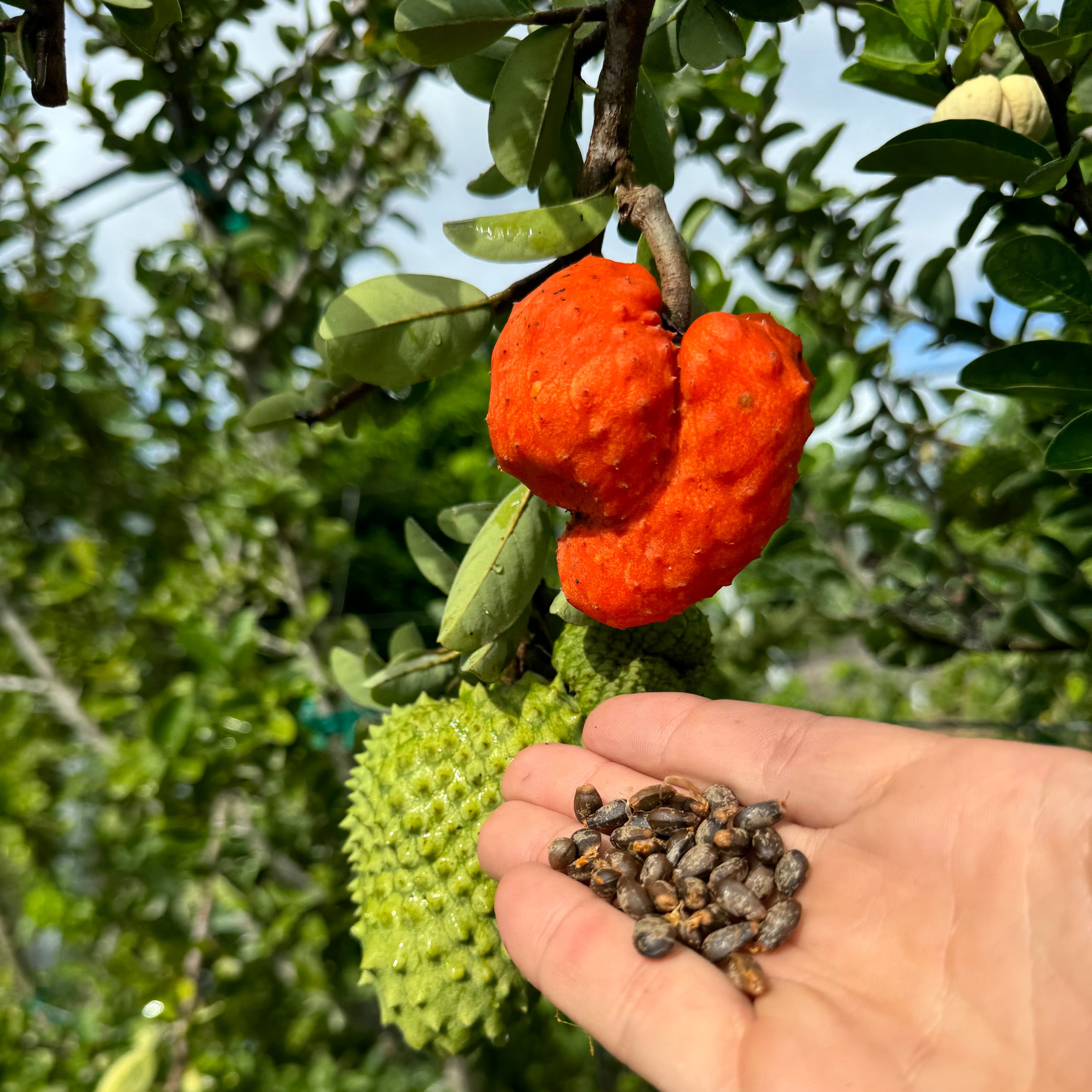 Annona Spinescens Seeds - (Orange Soursop Seeds) – Miami Fruit