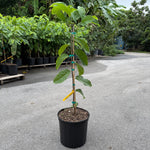 Lisa Atemoya GRAFTED TREE