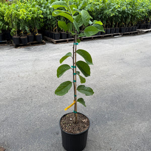 Lisa Atemoya GRAFTED TREE