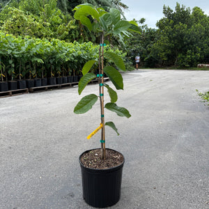 Lisa Atemoya GRAFTED TREE