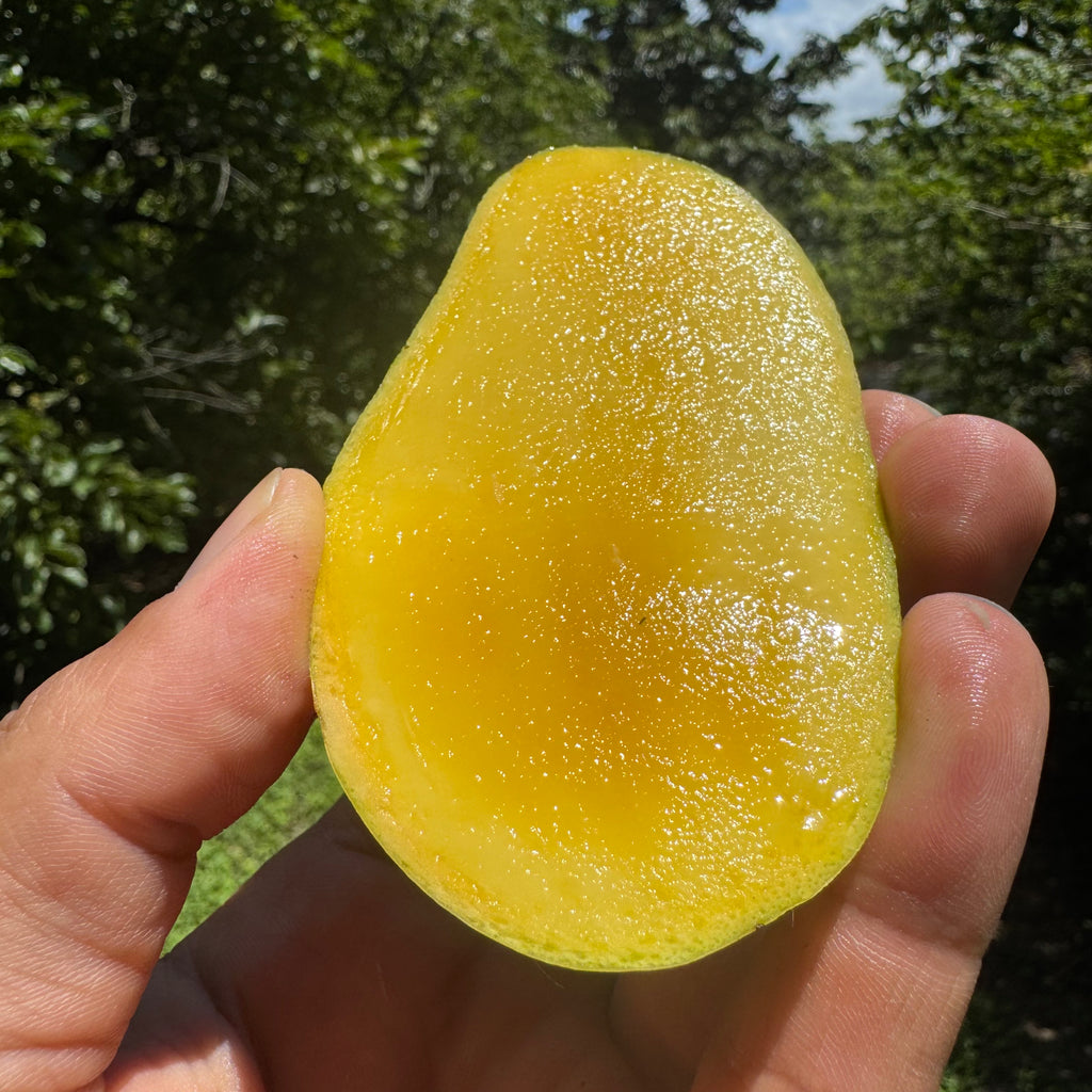 spider lab cactus lemon mango Lemon Meringue Mango – Miami Fruit