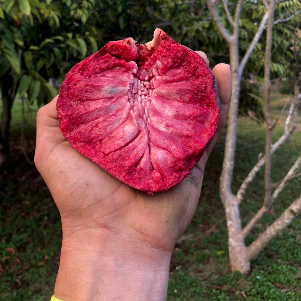 money tree red fruit Red Rane Reticulata GRAFTED TREE – Miami Fruit