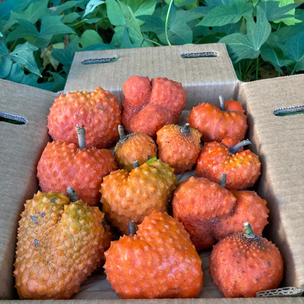 Orange Soursop Pre Order Miami Fruit orange-soursop-pre-order-miami-fruit