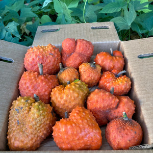 Orange Soursop *Pre-Order*