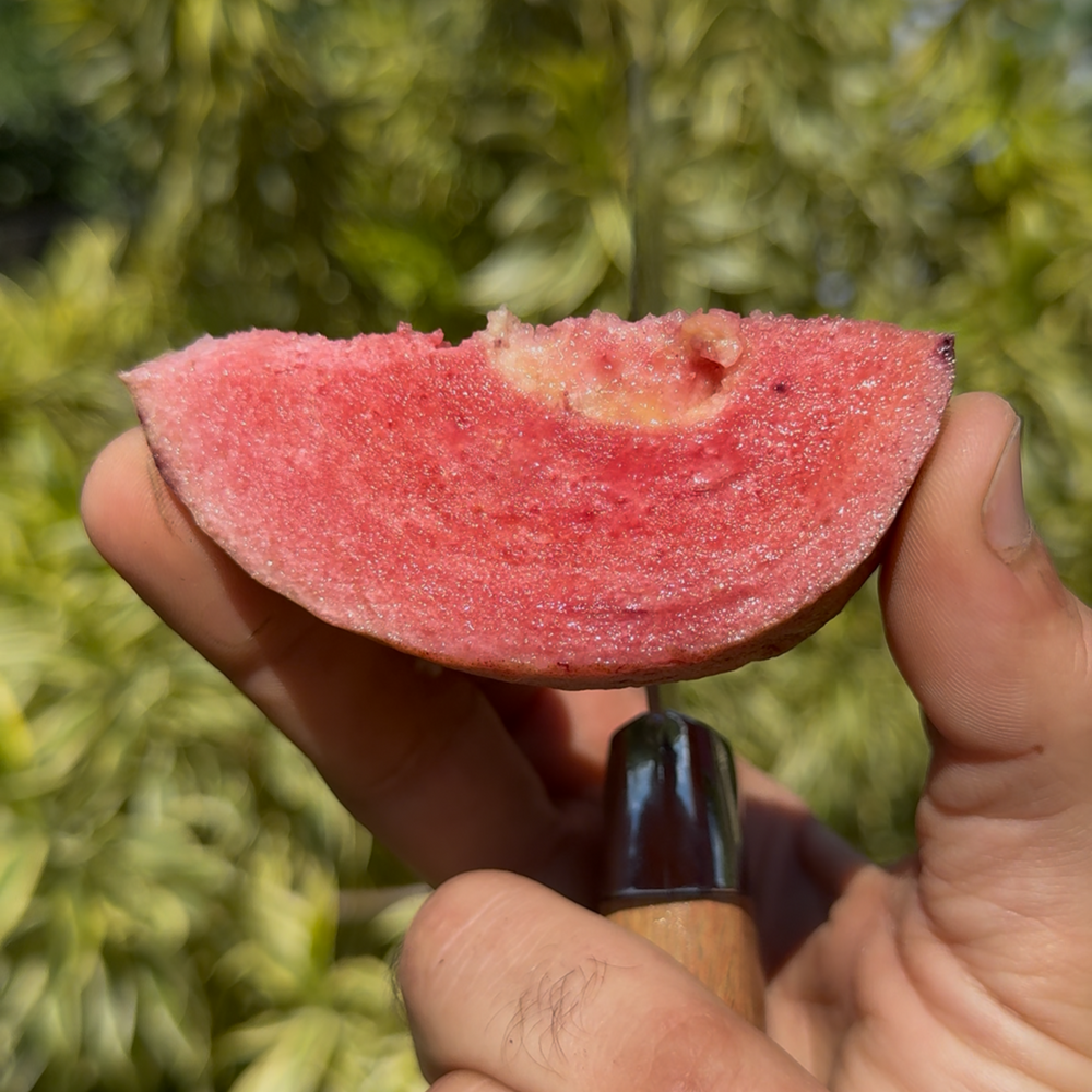 Purple Plum Guava