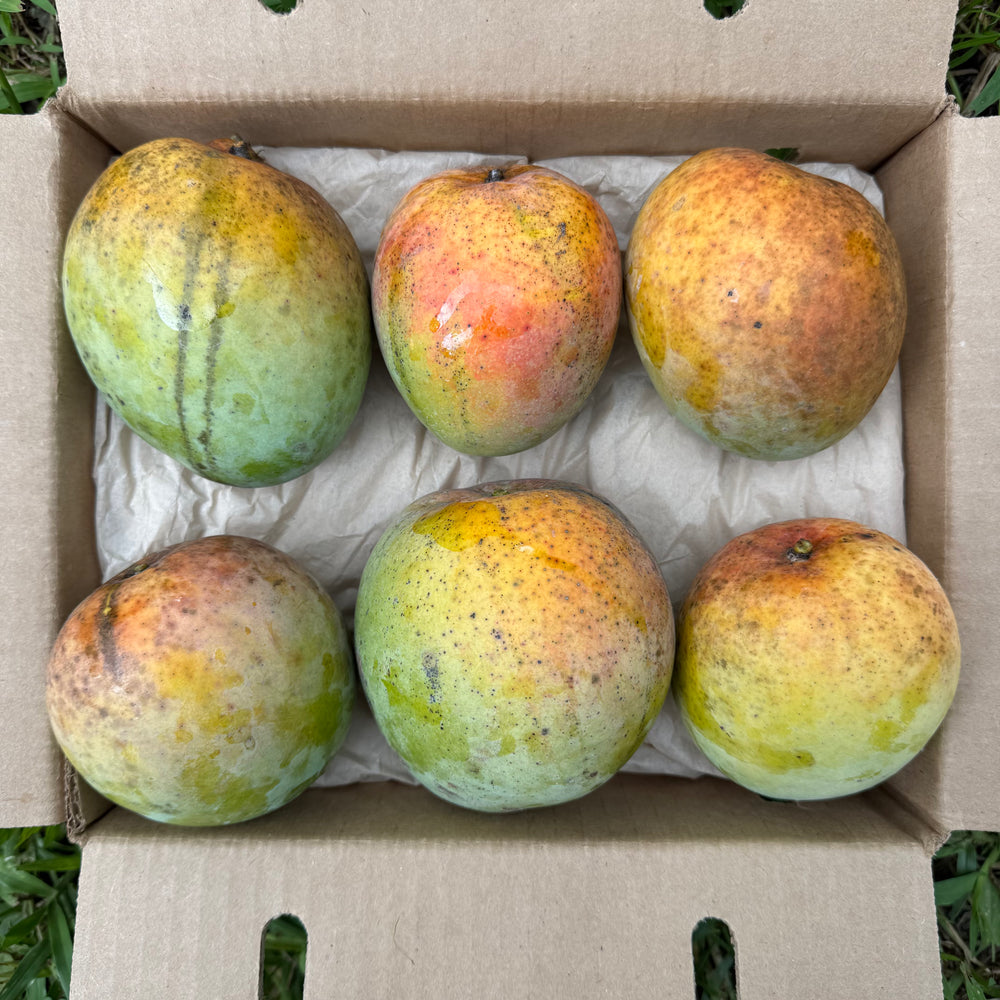 Honey Kiss Mango *Pre-Order*