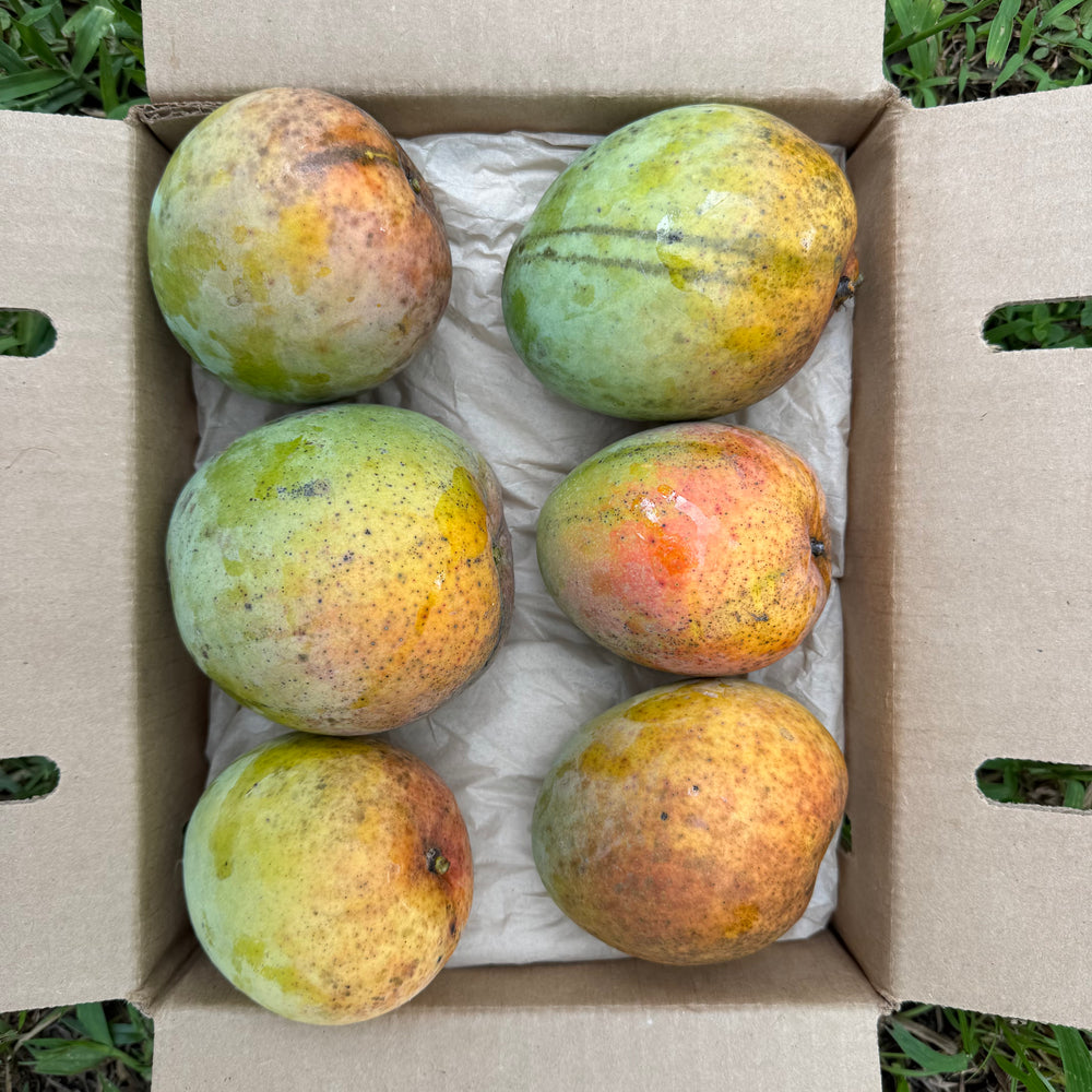 Honey Kiss Mango *Pre-Order*