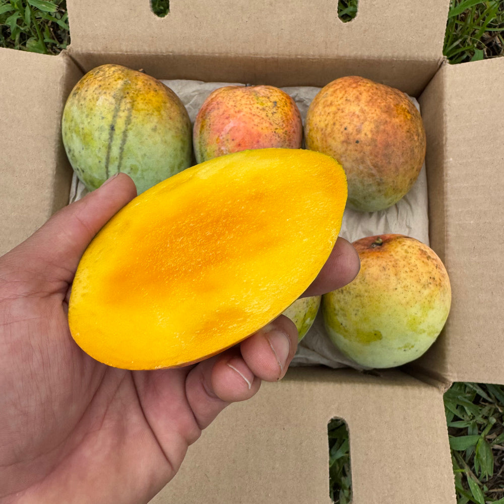 Honey Kiss Mango *Pre-Order*