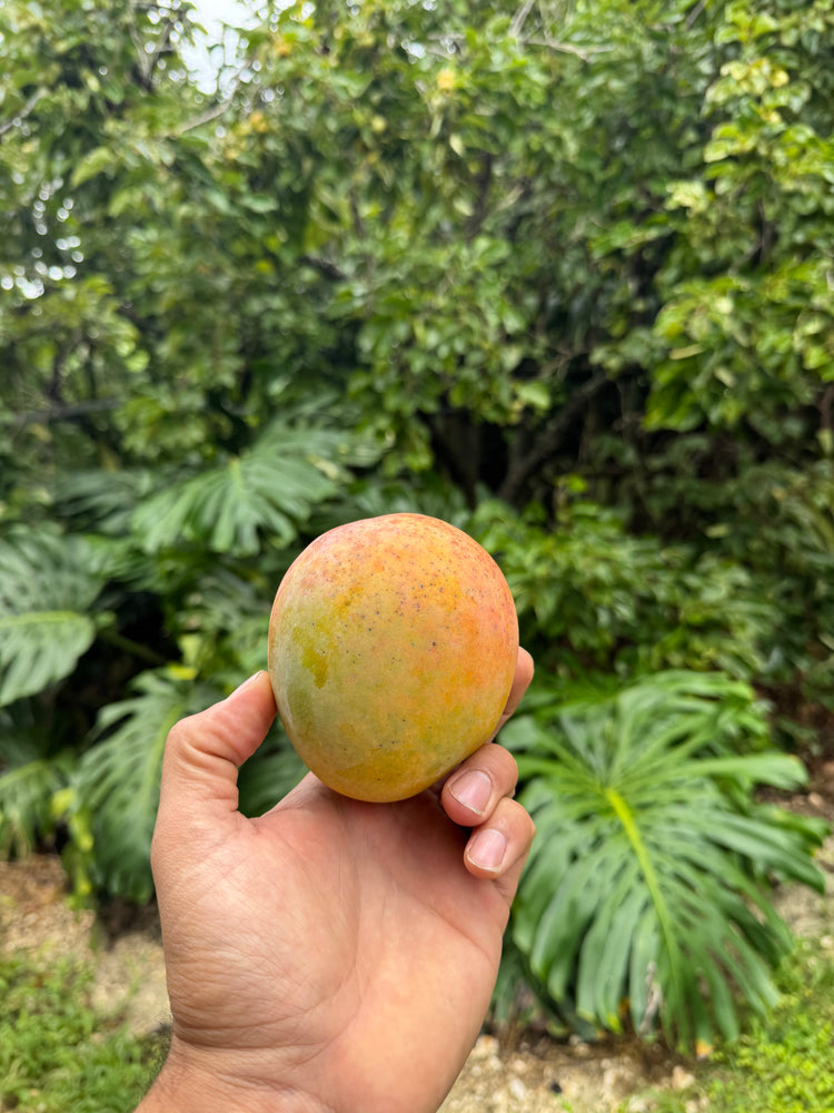 Honey Kiss Mango *Pre-Order*