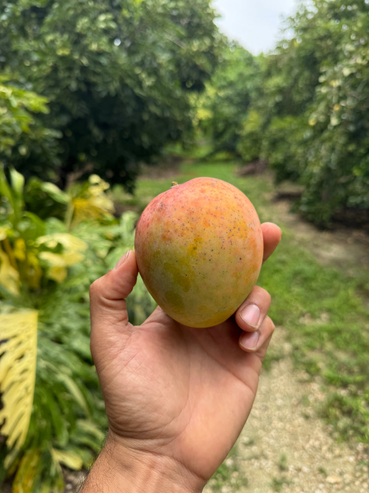 Honey Kiss Mango *Pre-Order*