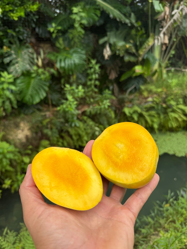 Honey Kiss Mango *Pre-Order*