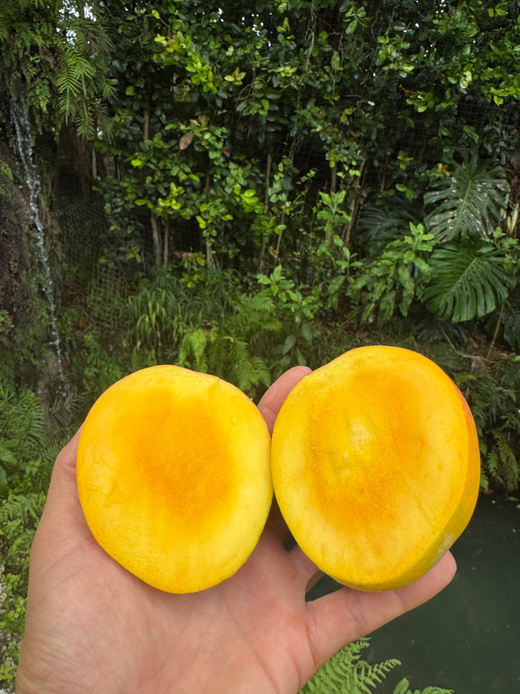 Honey Kiss Mango *Pre-Order*