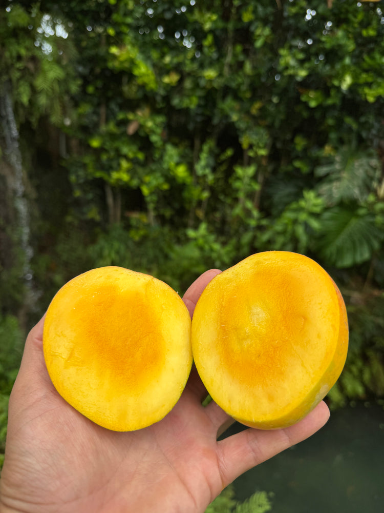 Honey Kiss Mango *Pre-Order*