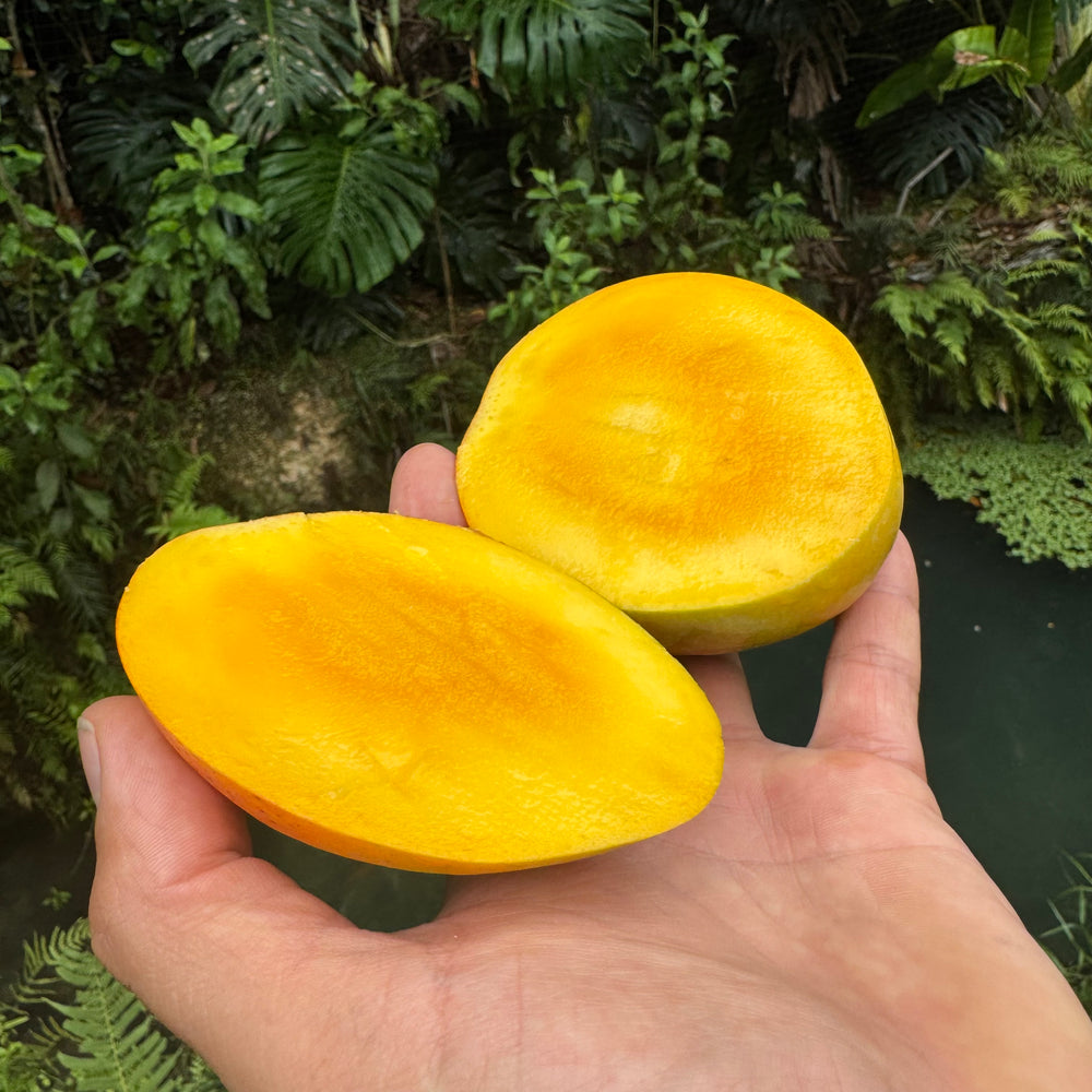 Honey Kiss Mango *Pre-Order*