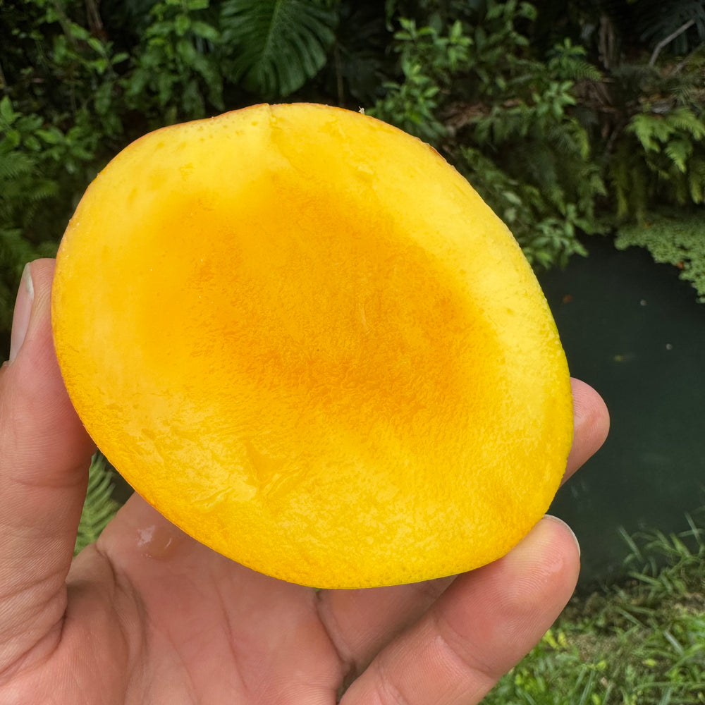 Honey Kiss Mango *Pre-Order*