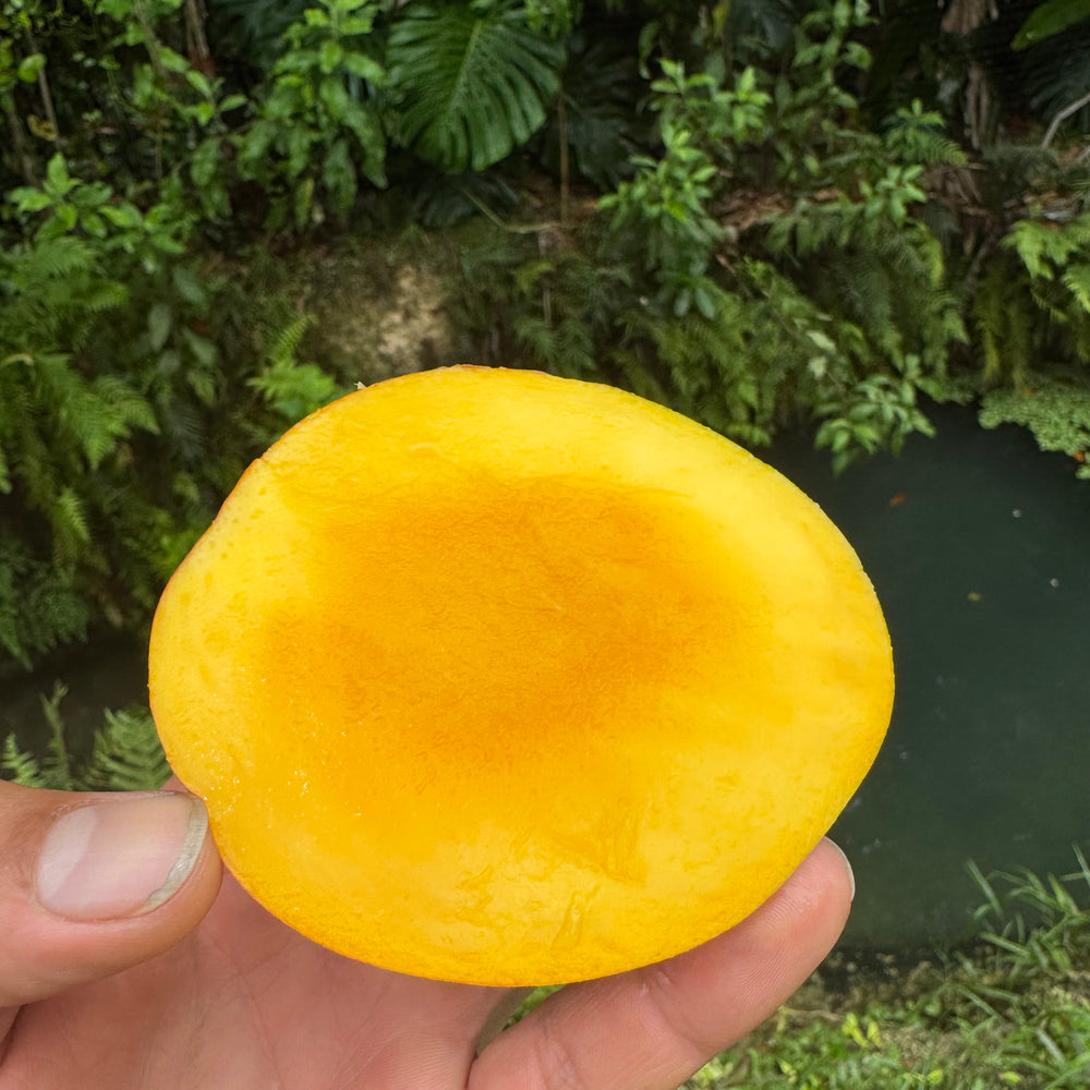 Honey Kiss Mango *Pre-Order*