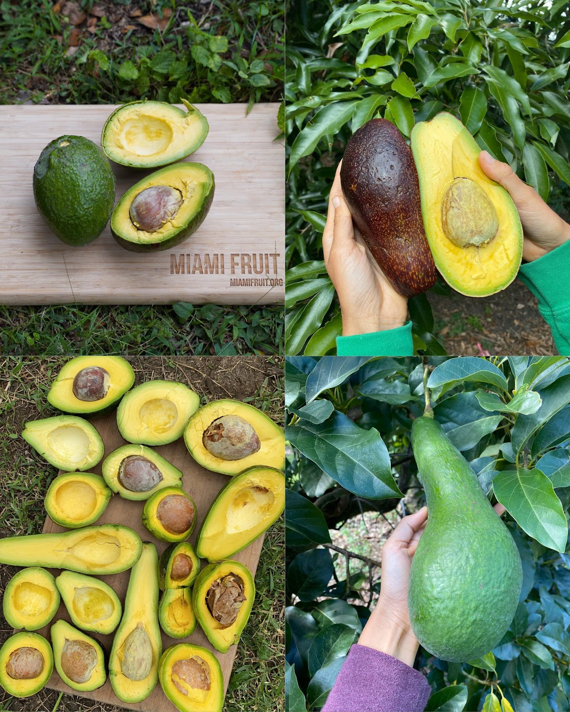 Avocado - Buy Rare Avocados online from Miami Fruit