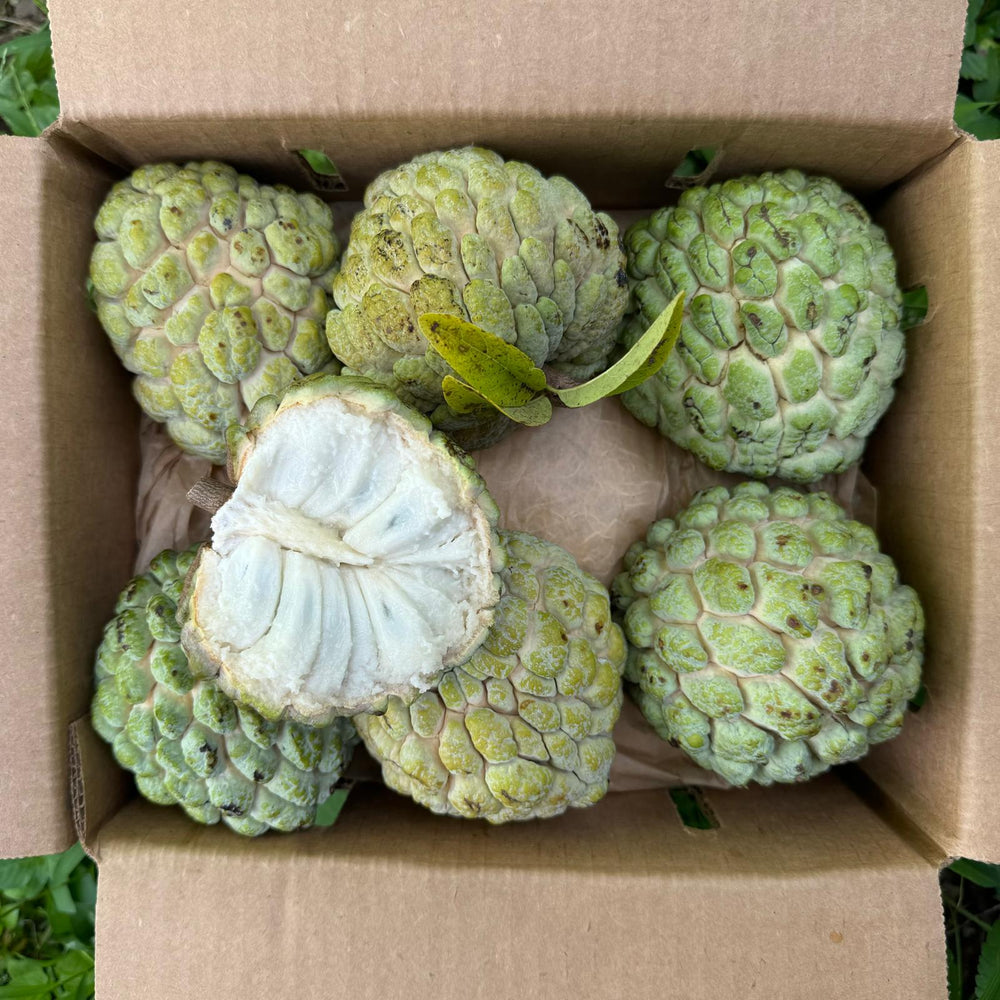 Sugar Apple (Sweetsop) *Pre-Order*