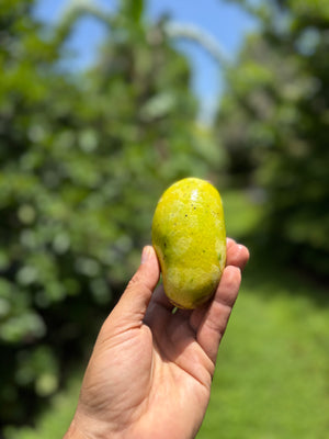 Lemon Meringue Mango – Miami Fruit