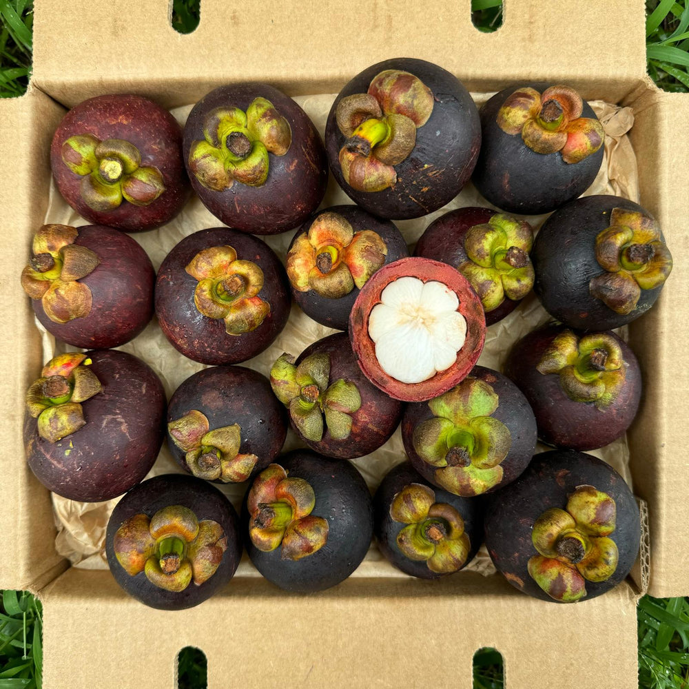 Mangosteen *Pre-Order*