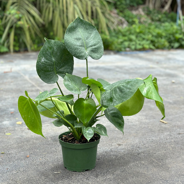 Monstera Deliciosa PLANT – Miami Fruit
