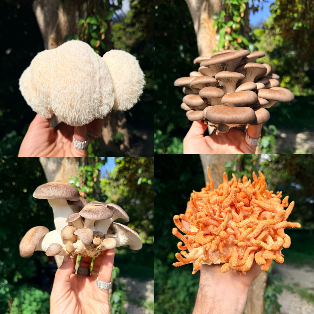 Culinary Mushroom Variety Box