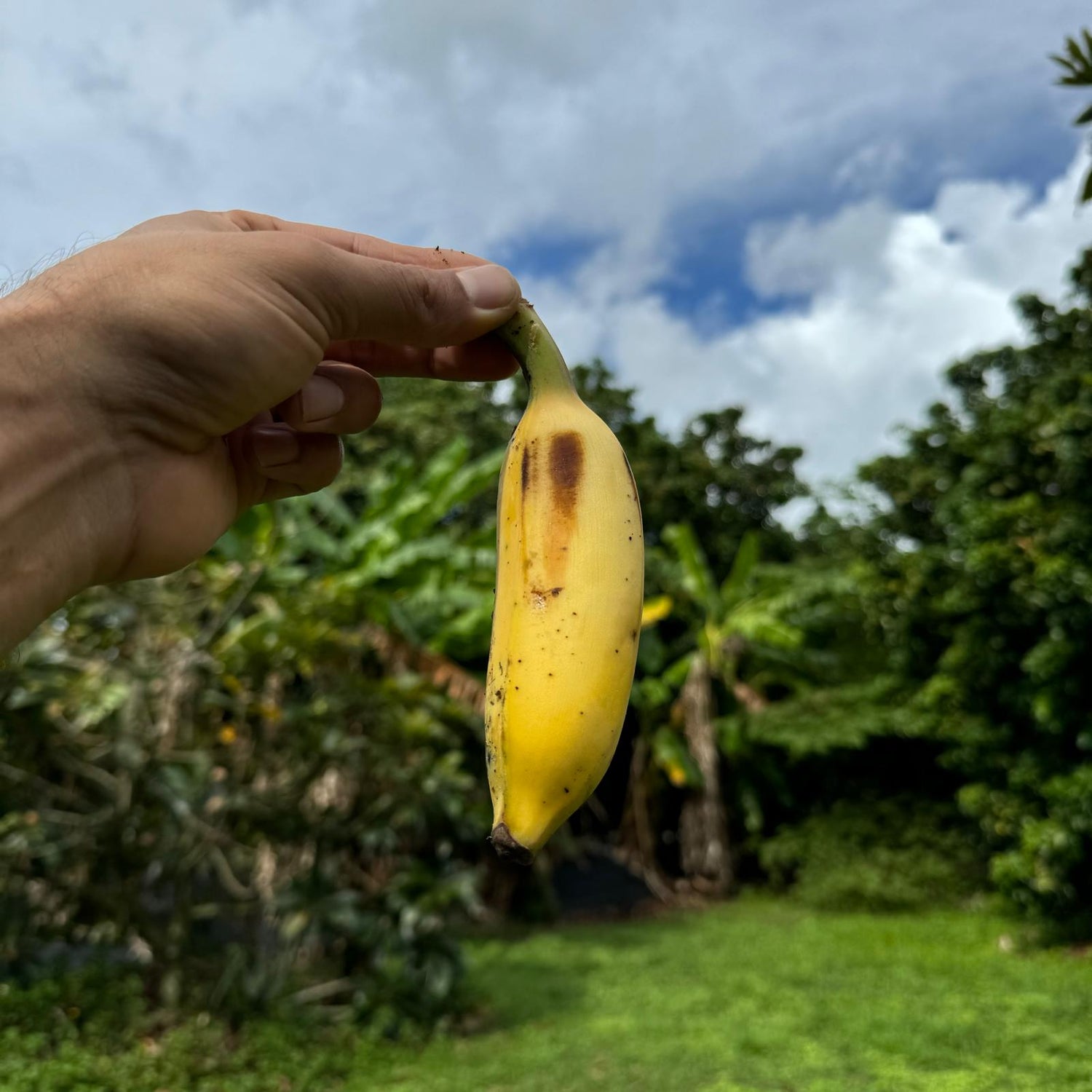 Nam Wah Banana – Miami Fruit