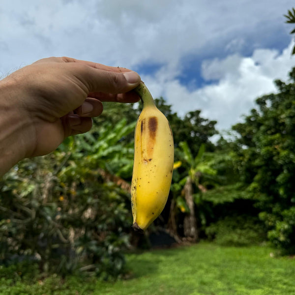 NAMWAHPP_grande.jpg?v=1718037089