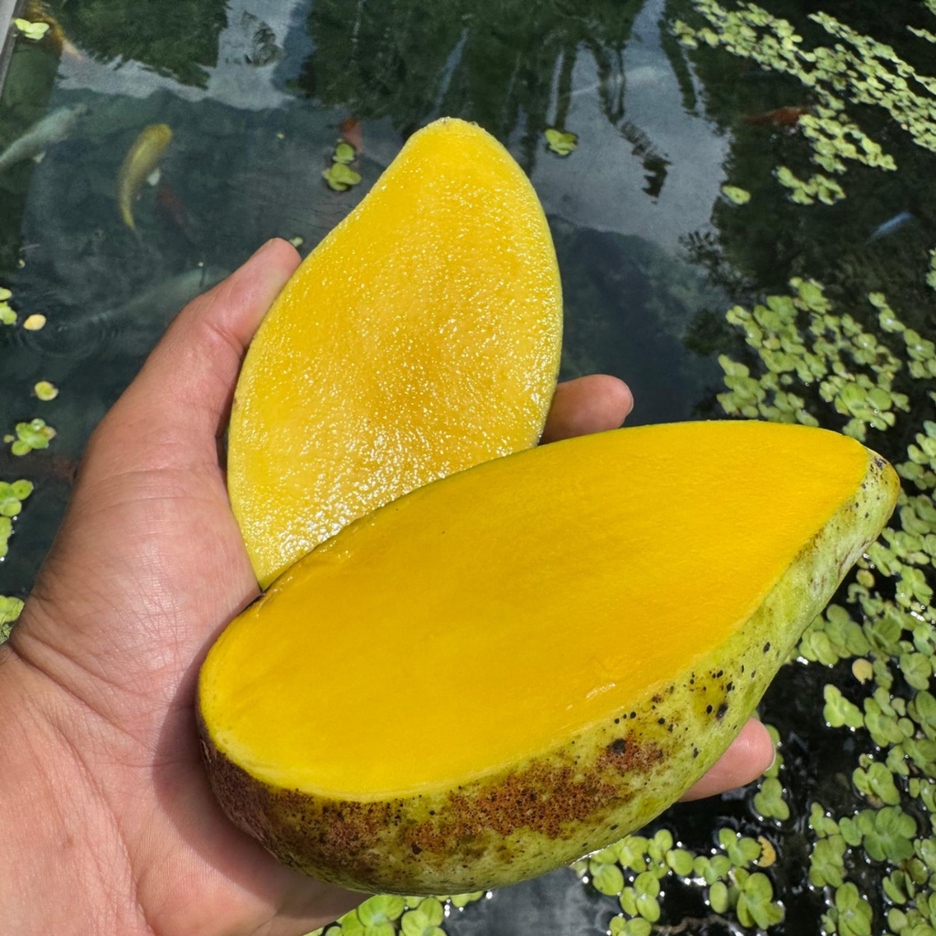 Nam Doc Mai Mango – Miami Fruit