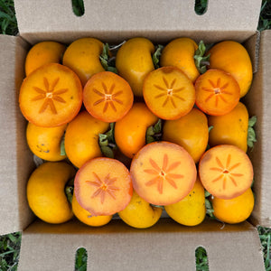 Tropical Persimmon