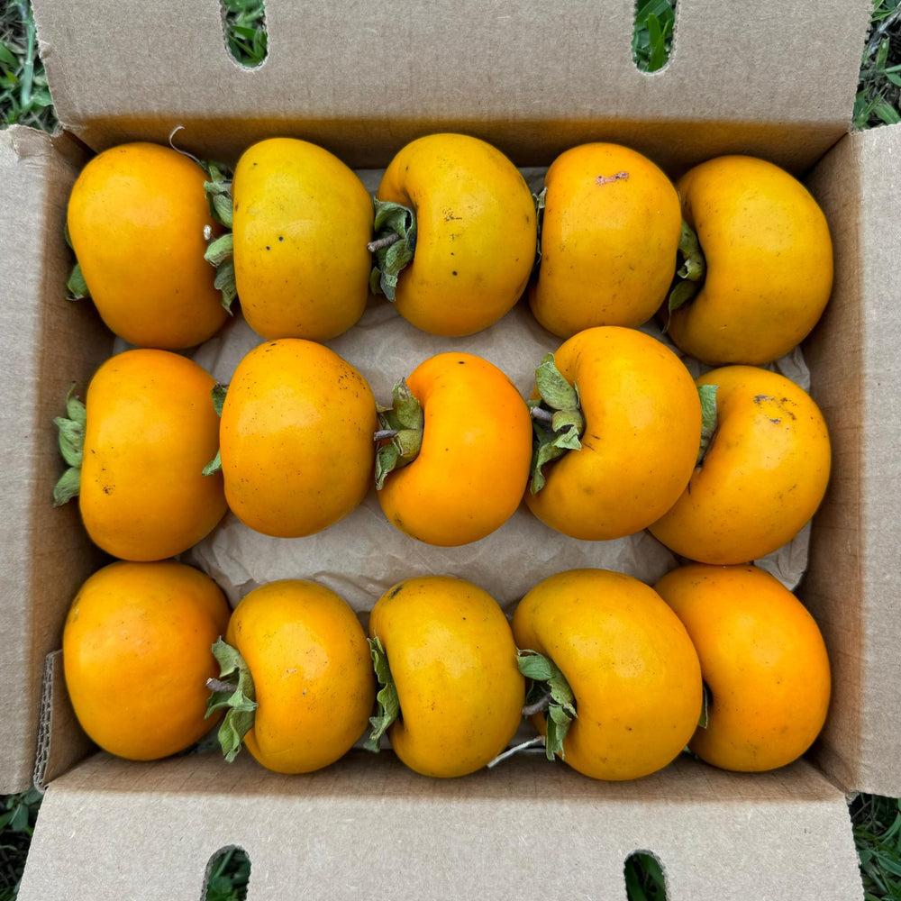 Tropical Persimmon